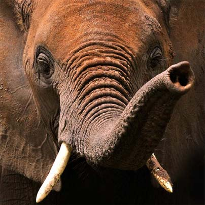 Éléphant du Tarangire