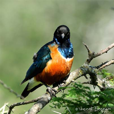 Oiseau Superbe Étourneau - Tarangire