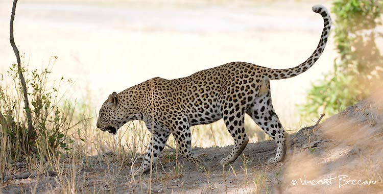 Léopard dans le Ngorongoro