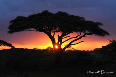Coucher de soleil sous un acacia - Serengeti