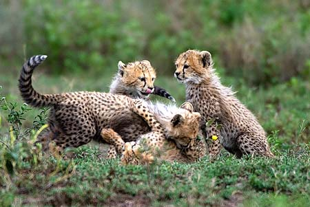 Bébés guépards jouant