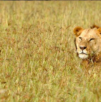 Lion dans les hautes herbes