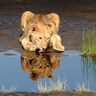 Lionne buvant dans le Serengeti