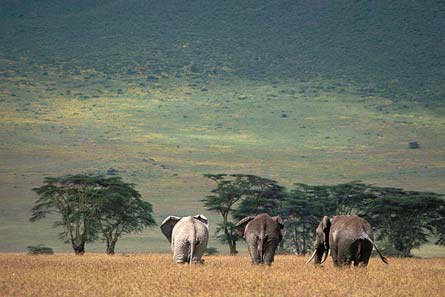 Éléphants dans le Serengeti