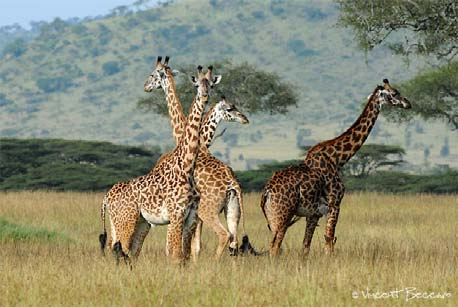 Girafes dans la région de Ndutu